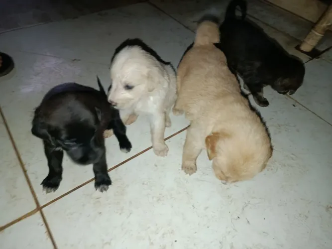 Vendo Golden retriever/ pastor alemão.