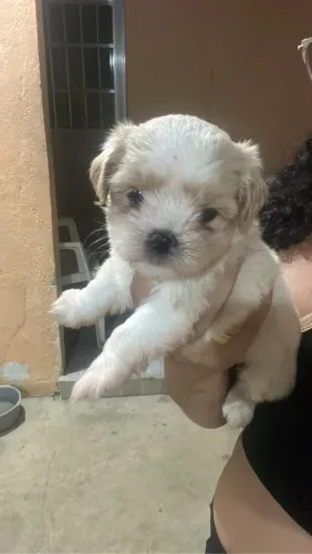 Cachorro lhasa Apso