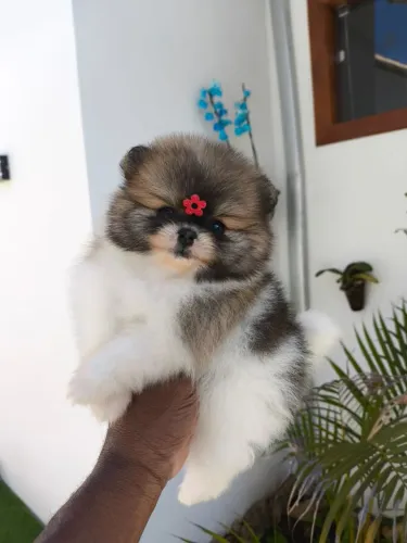 Lulu da Pomerânia