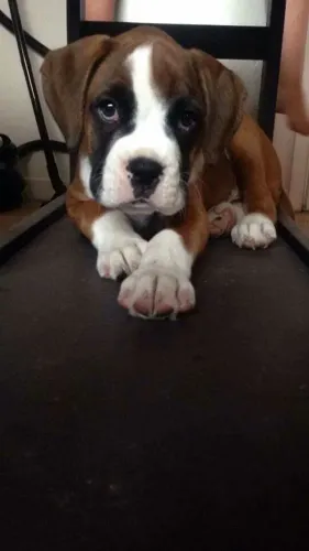 Filhotes De Boxer - Patinhas Grandes, Amor Gigantesco 