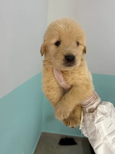 Golden retriever entrega imediata sem taxa