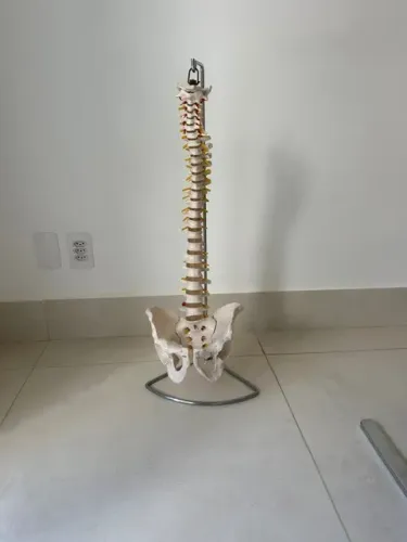 Coluna Vertebral Flexivel em resina com Pelve e parte do Femur, tamanho natural