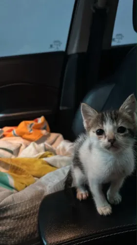 Gato filhote macho