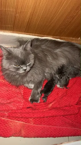 Gato persa Filhote