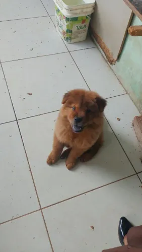 Chow Chow Fêmea.