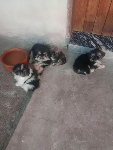 Filhotes de Pequinês 