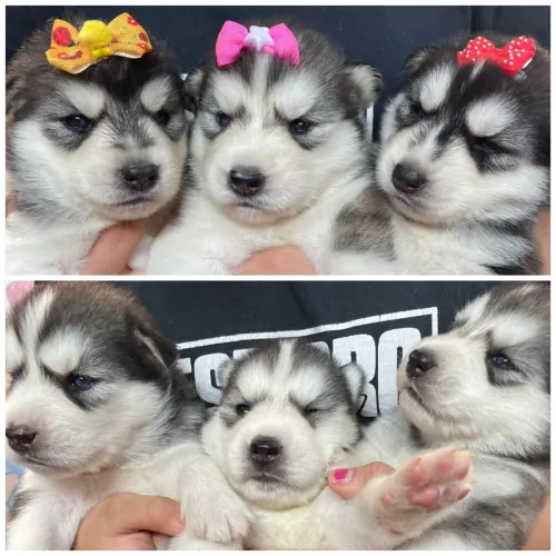 Filhotes de Husky Siberiano Disponíveis!