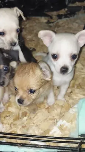 pinscher dos pequenos chihuahua lindos