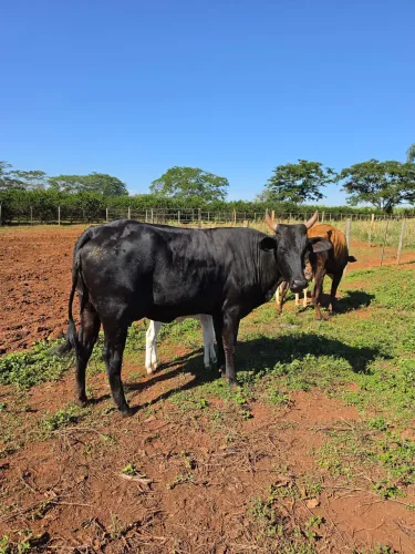 Novilha com bezerra