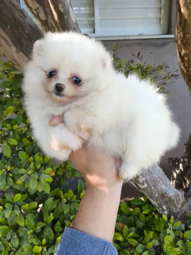 Spitz alemão