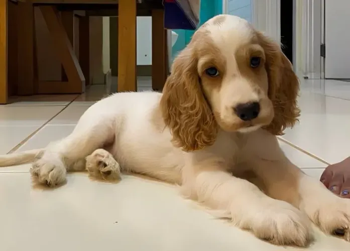 Cachorro