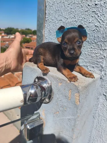 Pinscher bebê muito fofo - me chama no chat pra saber mais