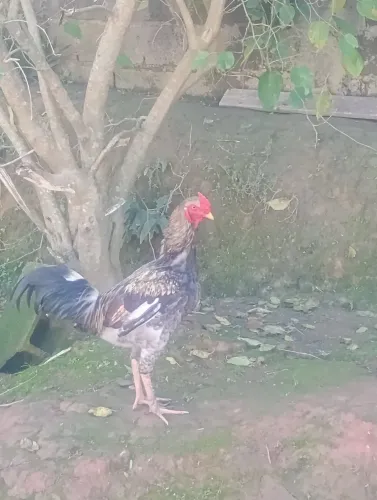 Frango
