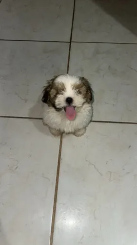 Lhasa Apso Cachorro filhote