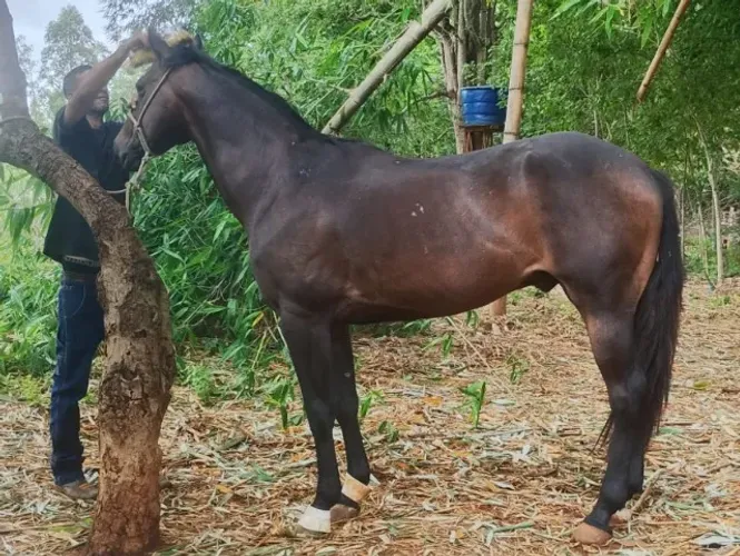Cavalo