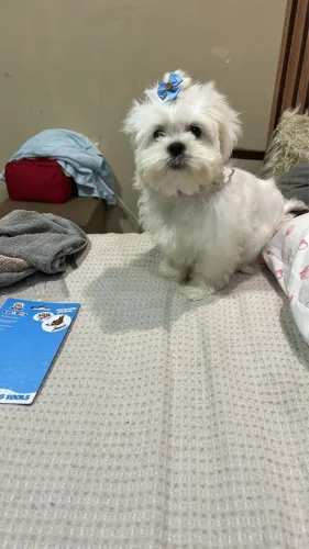 Vendo filhote de Ihasa apso