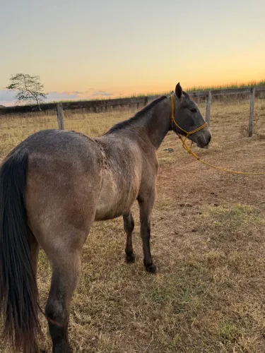 Vende-se Potra Quarto de milha