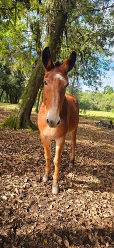 Burro manso de montaria