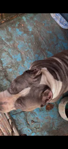Filhotes de Pitbull monster 