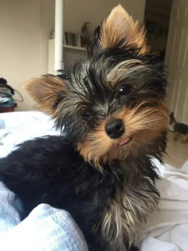 Yorkshire Um dog que vai transformar sua rotina em momentos especiais