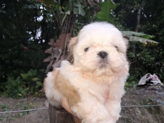 Cachorro schitzu