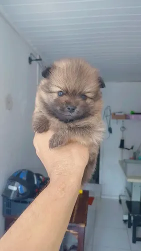 Cachorro 