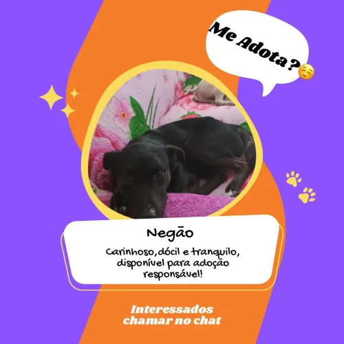 Doação Doguinho Dócil  
