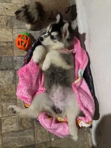 Husky Siberiano Fêmea