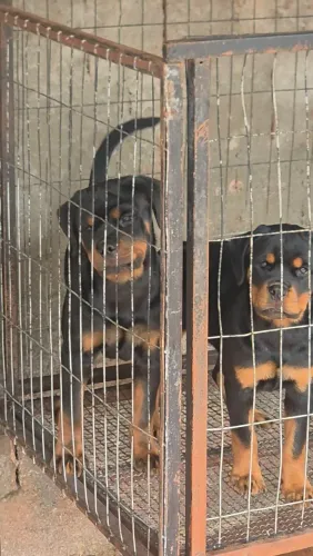 Filhotes de Rottweiler 