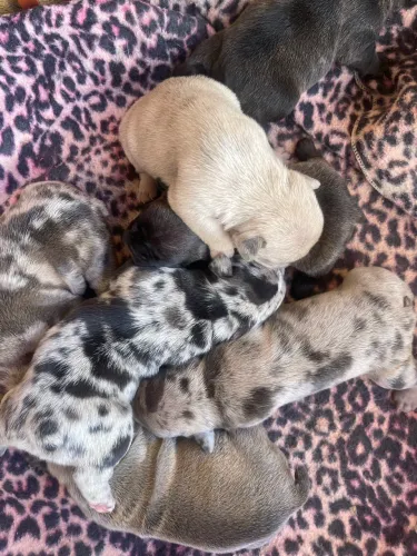 Buldogue francês