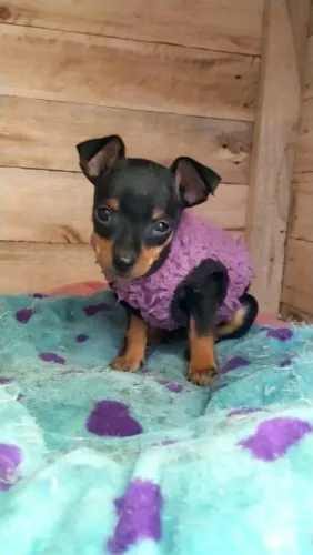 Filhotes De Pinscher - Seus Dias Nunca Mais Serão Os Mesmo !