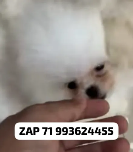 Micro Lulu ursinho tudo comprovado com documento 