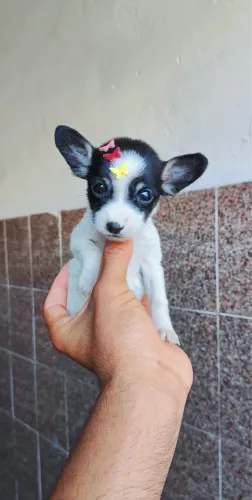 Pinscher vermifugado com 50 dias 
