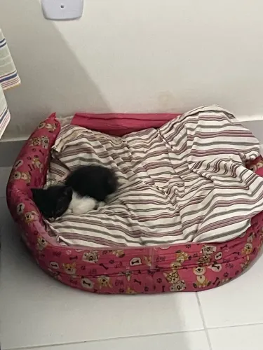 Filhote de gato pra adoção