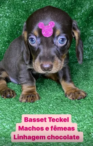 BASSET TECKEL LINDOS FILHOTES CORES SOLIDA E ARLEQUIM PARA PRESENTEAR NESSE DIA DO AMOR