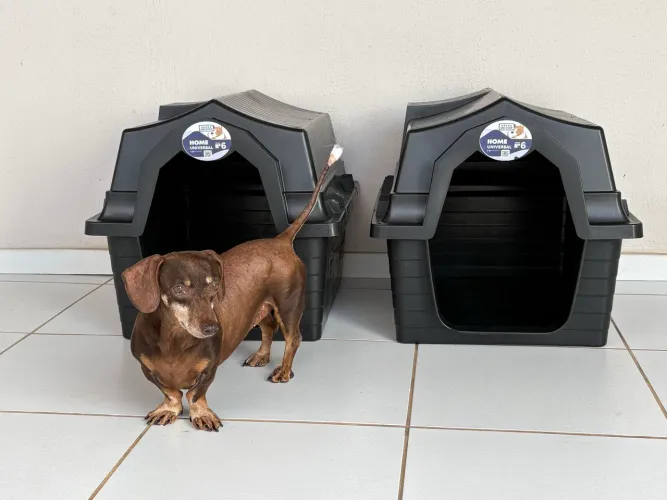 Casinha de cachorro meio