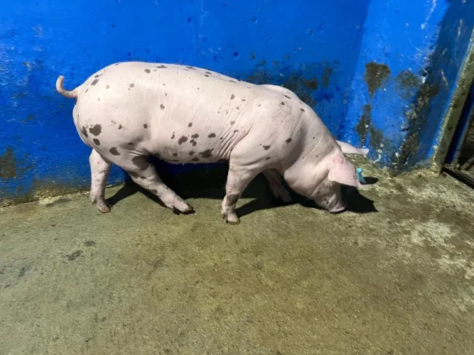 Porcos ( Suínos Pietran/Duroc )
