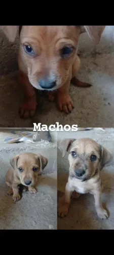 Doação de filhotes