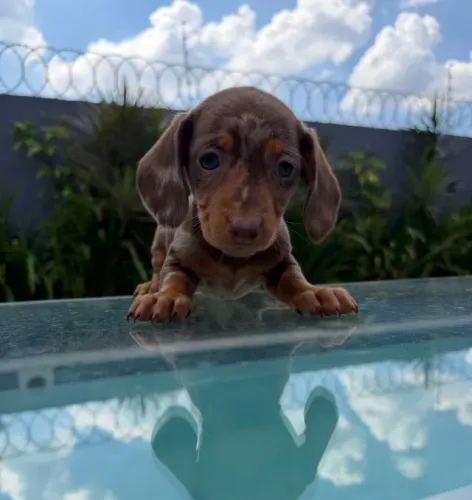 Dachshund lindo, também temos fêmeas