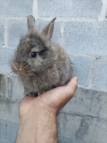 Mini laon 