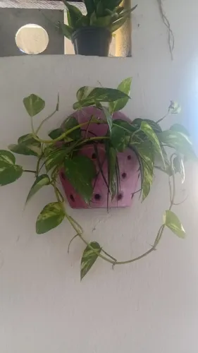 Vaso de parede planta jiboia
