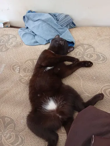 Doação de gatinha dócil