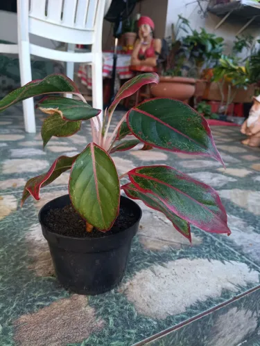 Plantas
