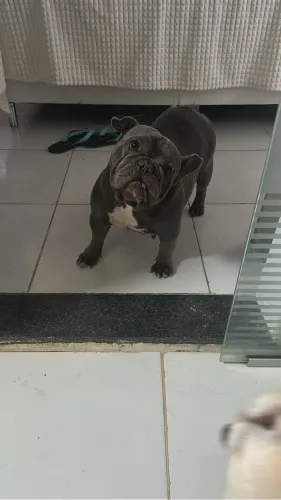 Buldogue francês blue