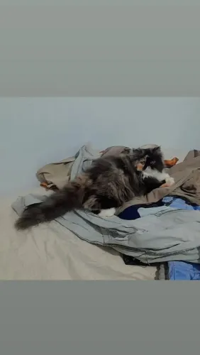 Gato persa procura um namorado 