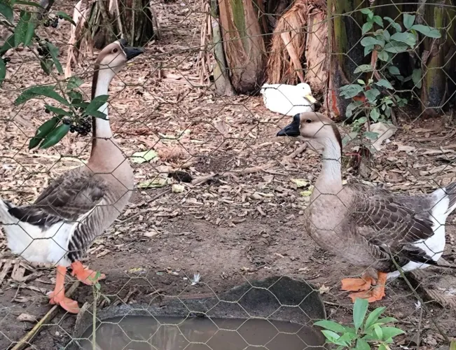 Casal de ganso sinaleiro africano