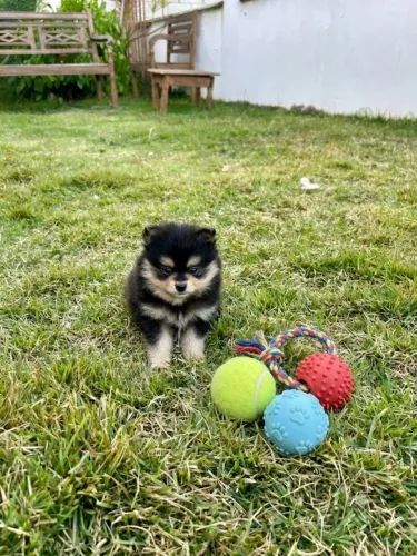 Filhotes de Lulu da Pomerania 