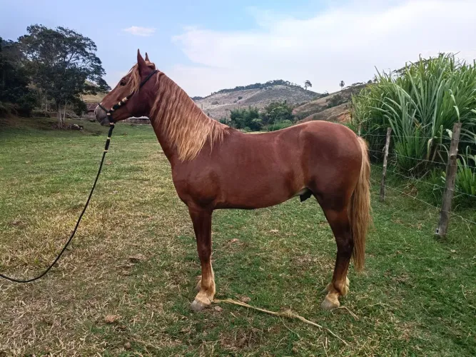 Potro Mangalarga marchador Registrado