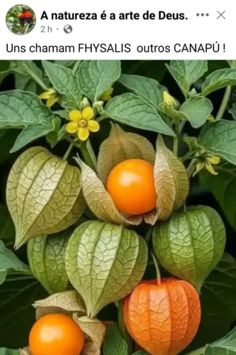 Physalis ou Canapú