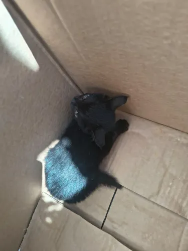 Gatinho para doação urgente